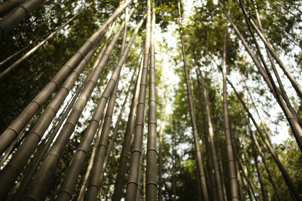 Jardin d'Arashiyama, foret de bambou, image de référence du parfum Mousse Arashiyama